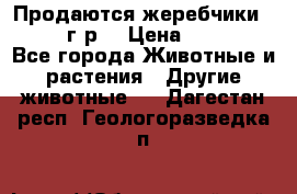 Продаются жеребчики 14,15 16 г.р  › Цена ­ 177 000 - Все города Животные и растения » Другие животные   . Дагестан респ.,Геологоразведка п.